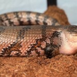 National Aviary New Guniea Blue Tongued Skink Miley Photo Credit Emma Saunders