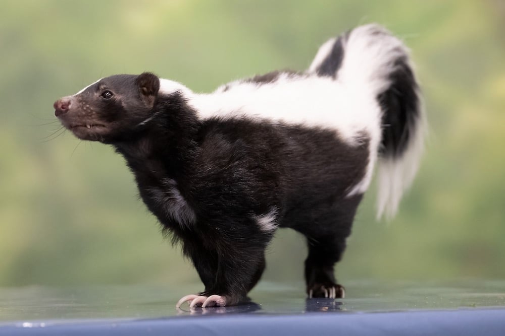 National Aviary Striped Skunk Pepper Jack Photo Credit Mike Faix