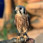 National Aviary American Kestrel She Ra Photo Credit Becca Hansborough Stoudt