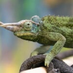 National Aviary Jacksons Three Horned Chameleon Waldo Photo Credit Mike Faix