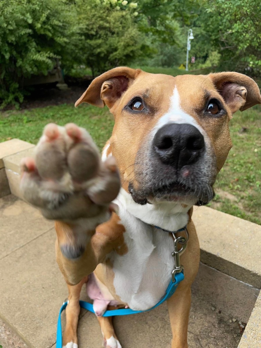 Pittsburgh Pet of the Week: Quill, a Shy But Loving Mixed Breed ...