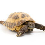 National Aviary Central Asian Tortoise Nastasha Photo Credit Mike Faix