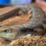 National Aviary Blue Tongued Skink Photo Credit Emma Saunders