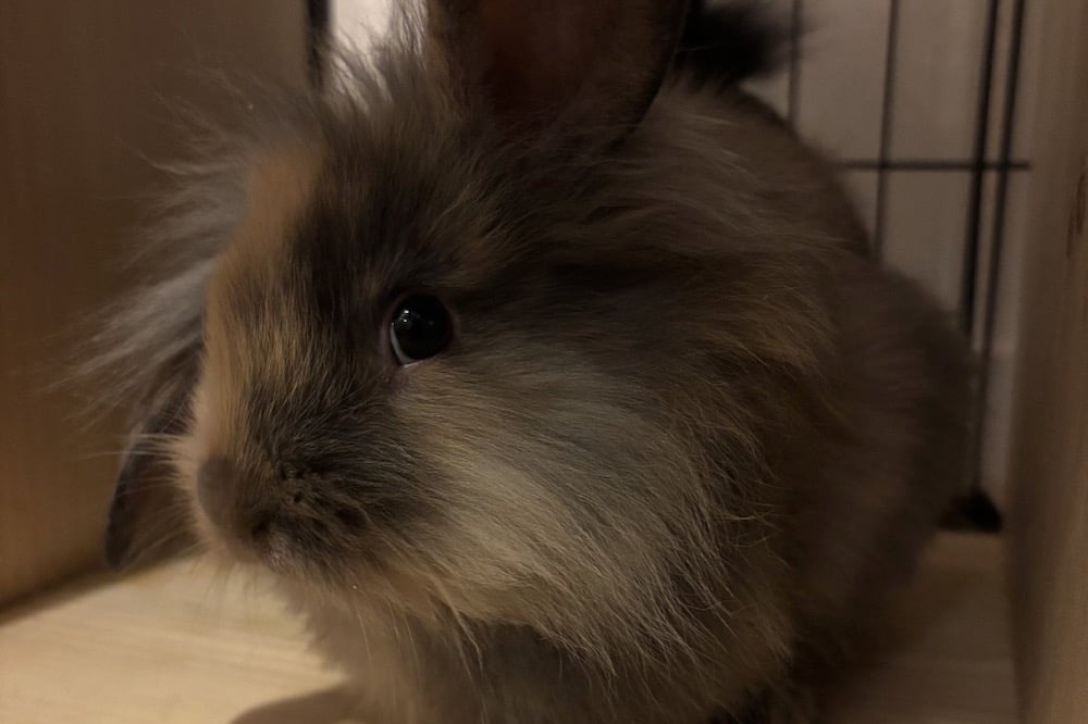 Go Fish Animal Friends Bunny