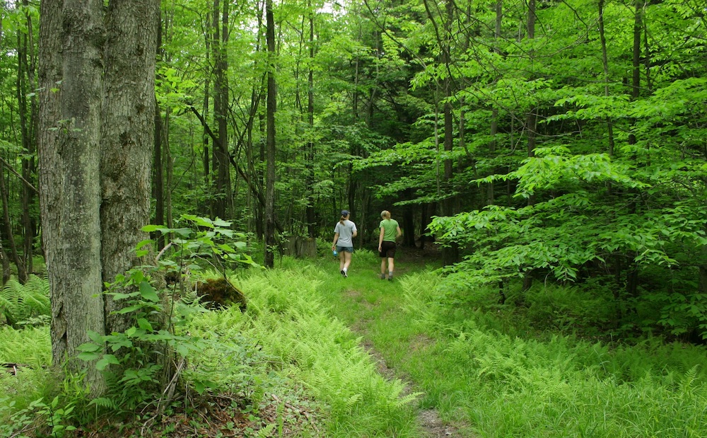 Allegheny National Forest Hiking in McKean County