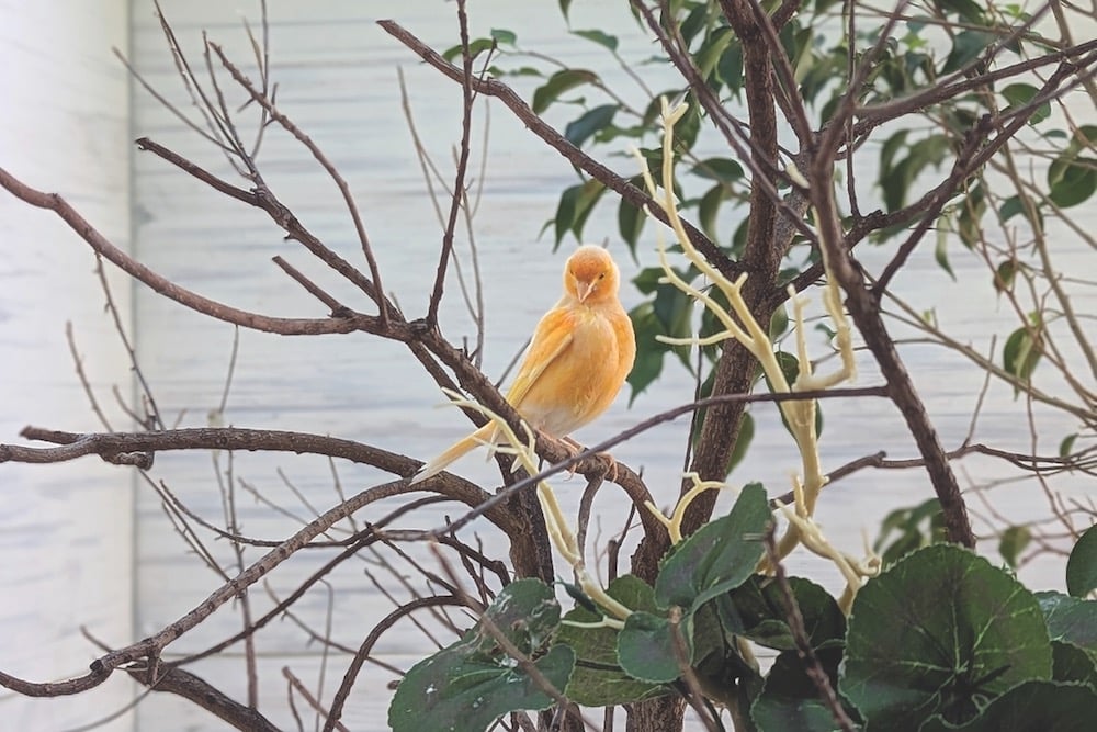 Bird Peach Aviary Pittsburgh
