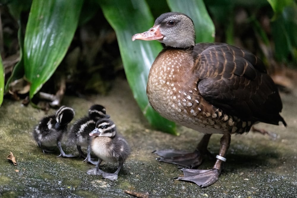 National Aviary Duck