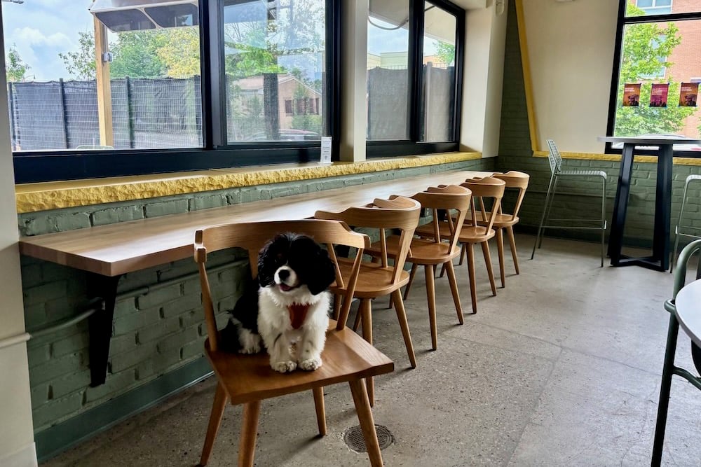 Hound House With Dottie 1