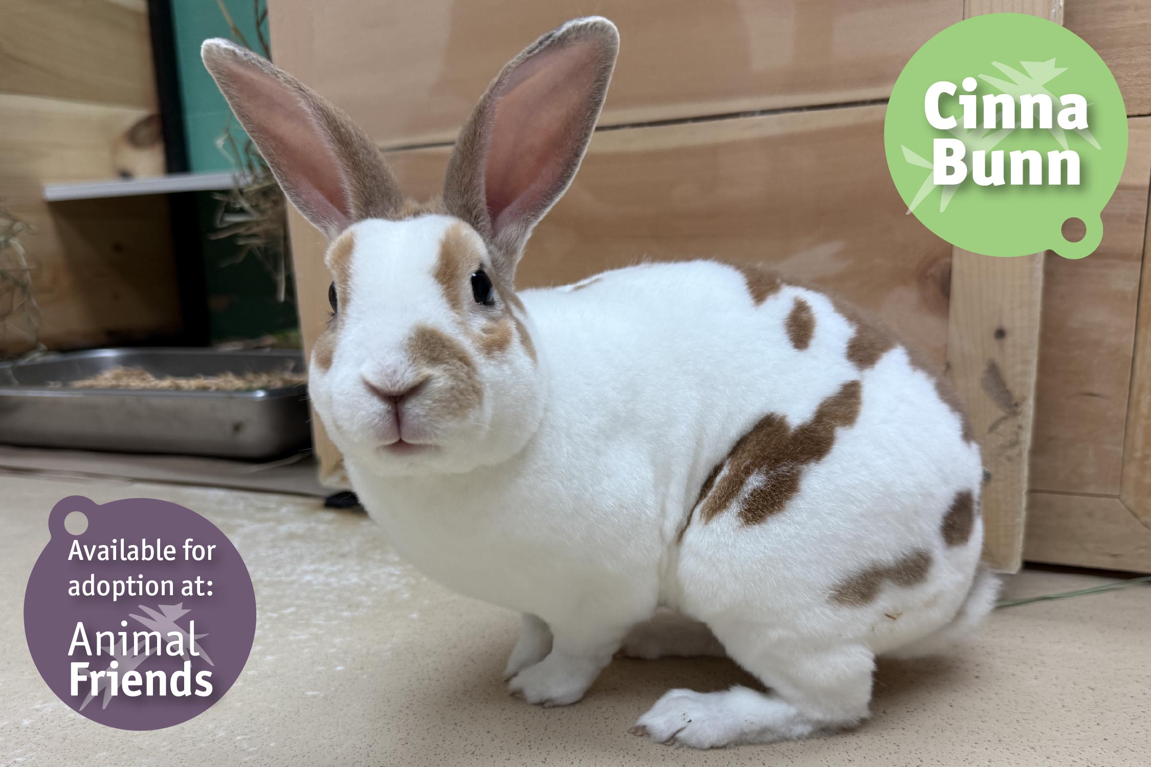 Cunningham Rabbits Pittsburgh Pet of the Week: Cinna Bunn, a Quiet and Reserved Bunny