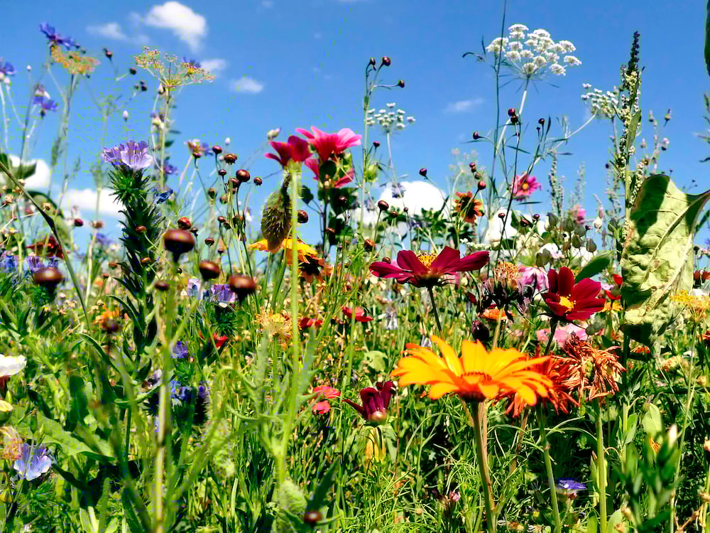 Meadow With A Lot Of Colorful Flowers
