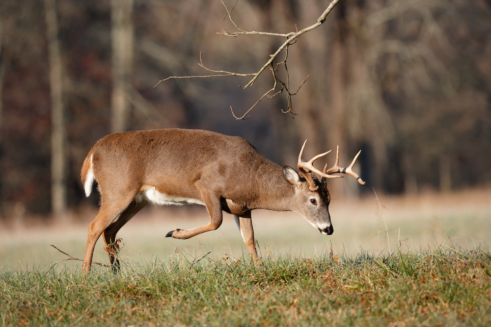 White Tailed Deer