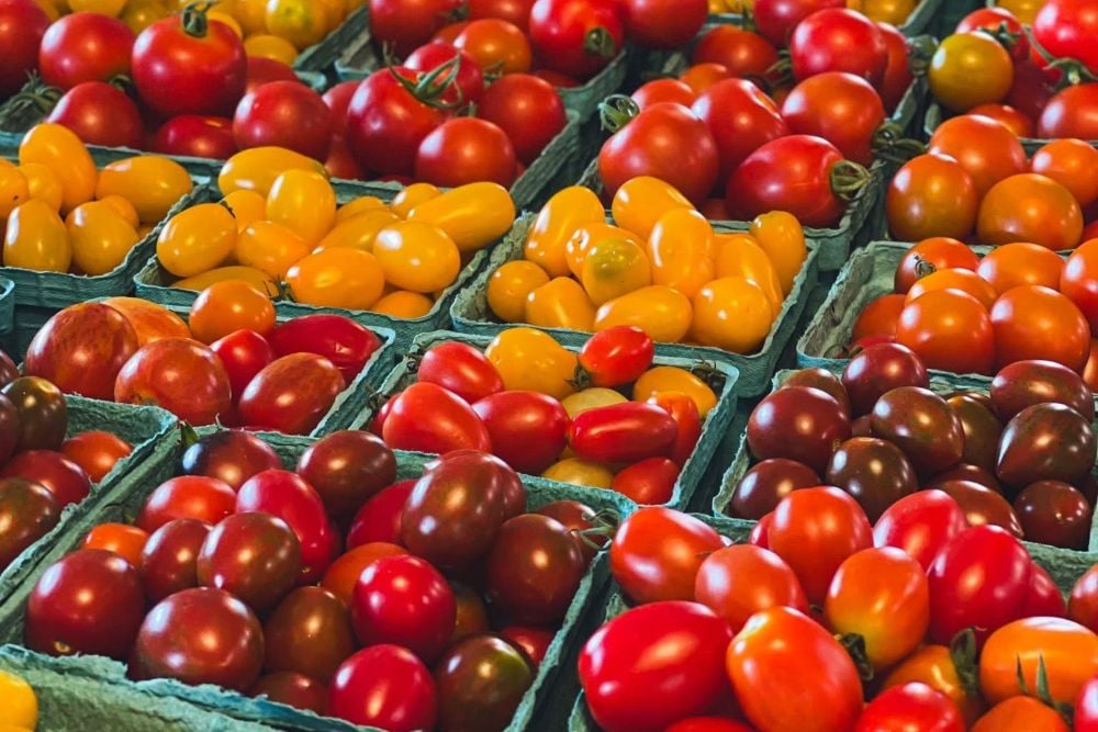 Tomato1