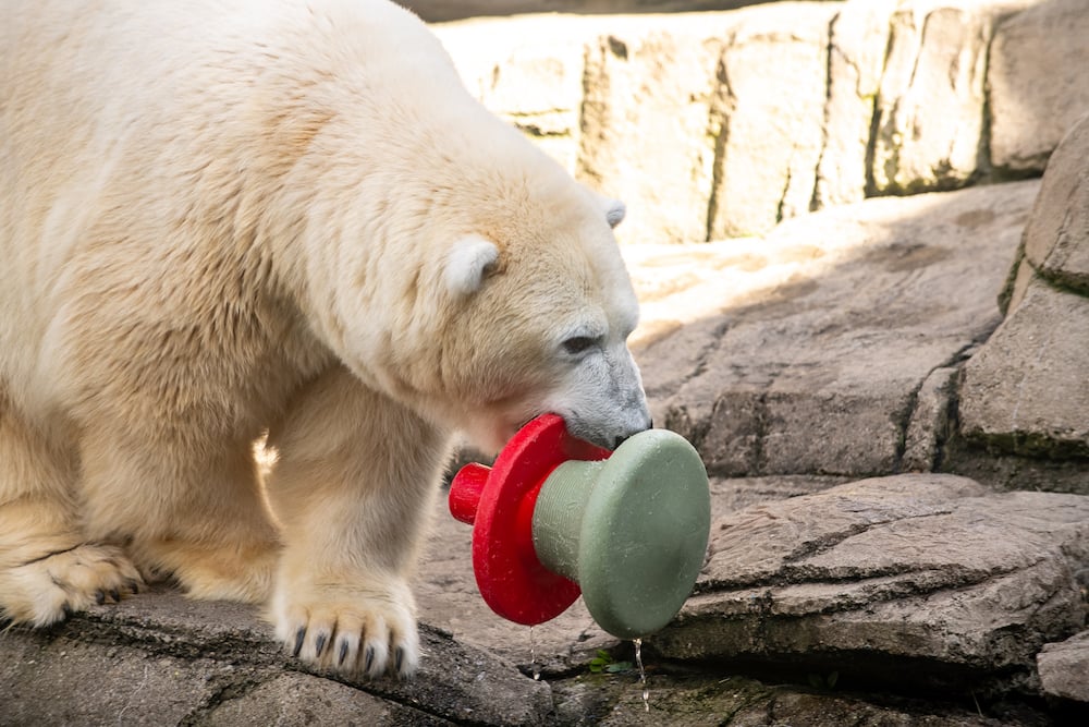 Snowflake The Polar Bear Paul Selvaggio