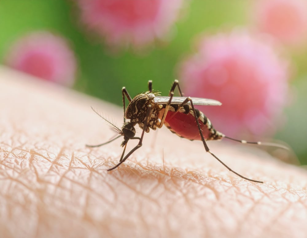 Close Up Of Mosquito Biting Human Skin In Summer