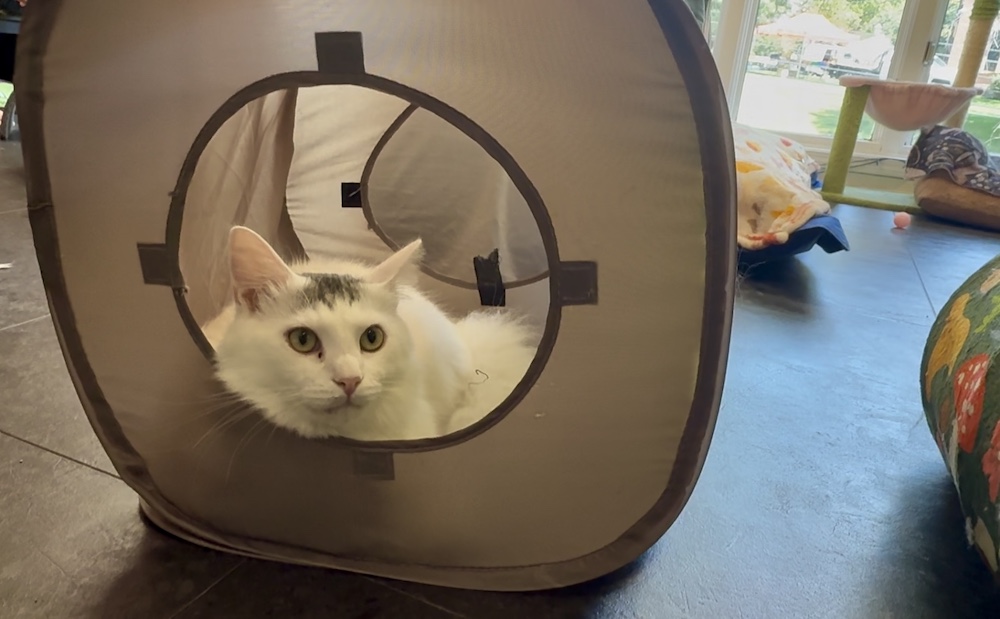 A former stray cat at Whisker Wonderland, a cat cafe in Bellevue