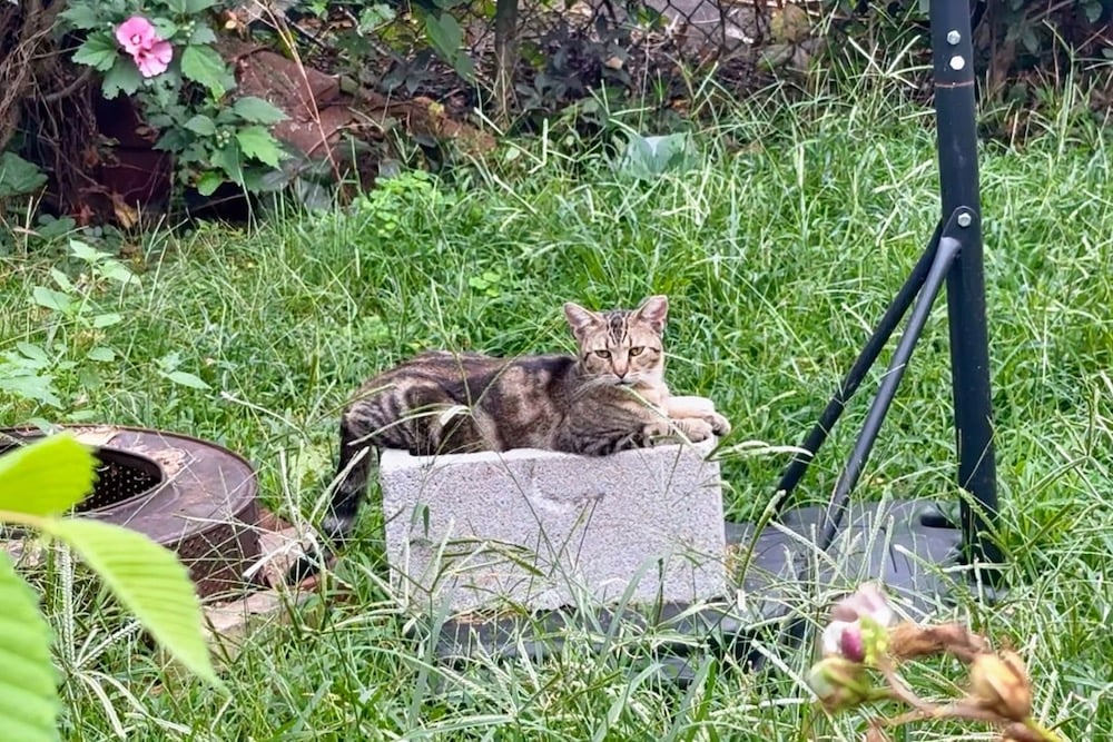 Cat In Backyard