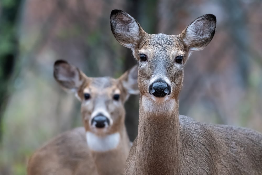 Pair Of White Tailed Deer