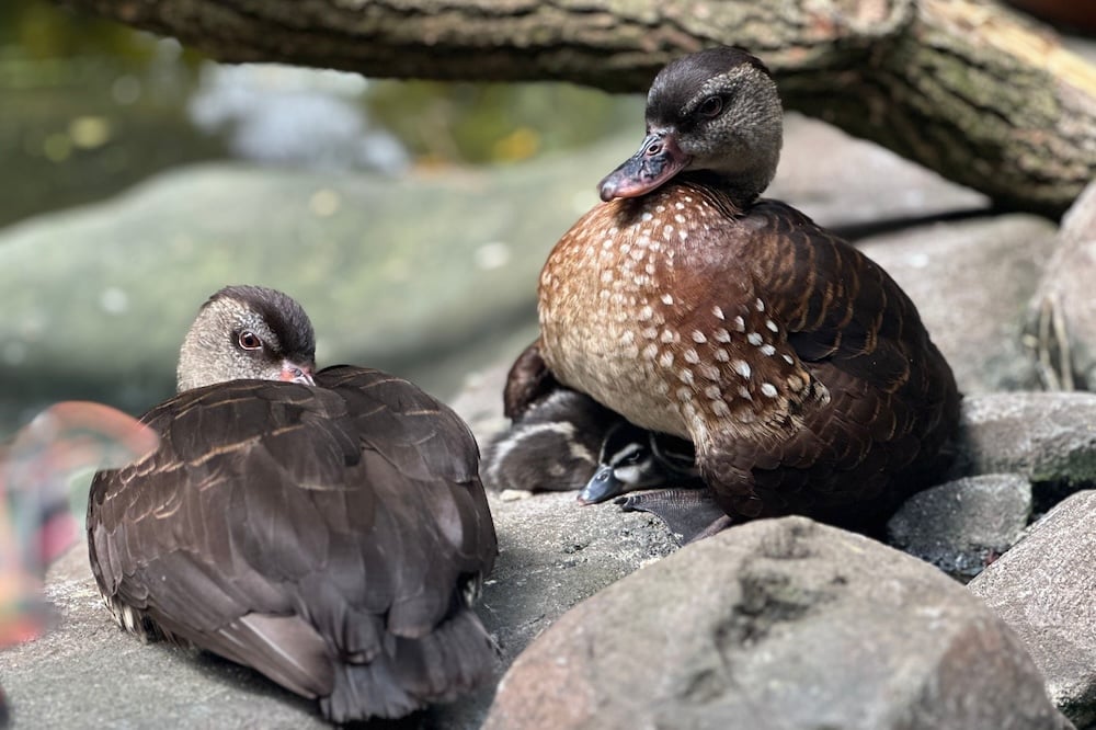 National Aviary Spotted Whistling Ducks Emma Saunders 2024