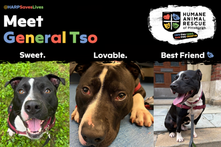 Tso Vip Pittsburgh Pet of the Month: General Tso | Pittsburgh Magazine
