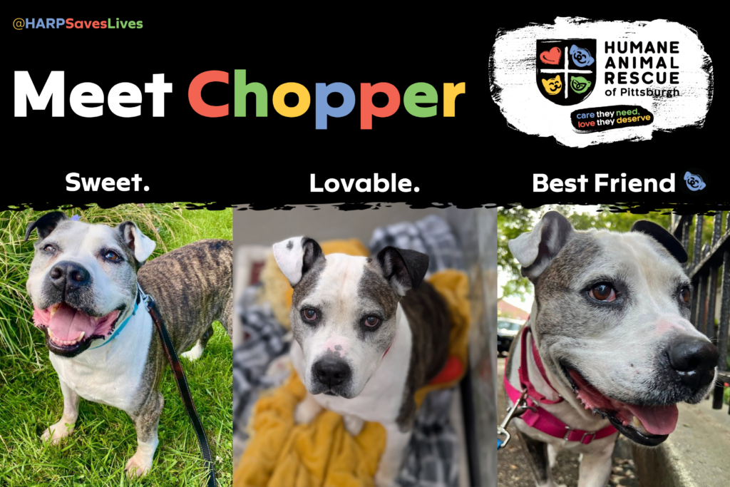 April 17 Pet Of The Month Feature Chopper 1000x667 Harp