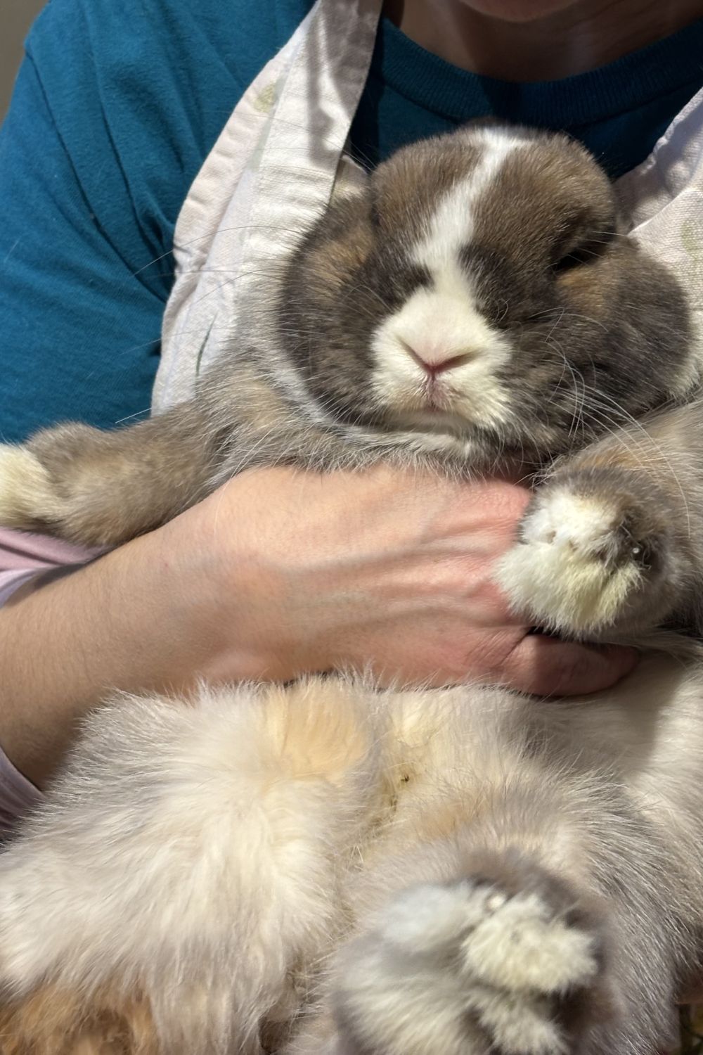 Hop to It: Rabbit Wranglers of Pittsburgh in Need of Foster Families ...
