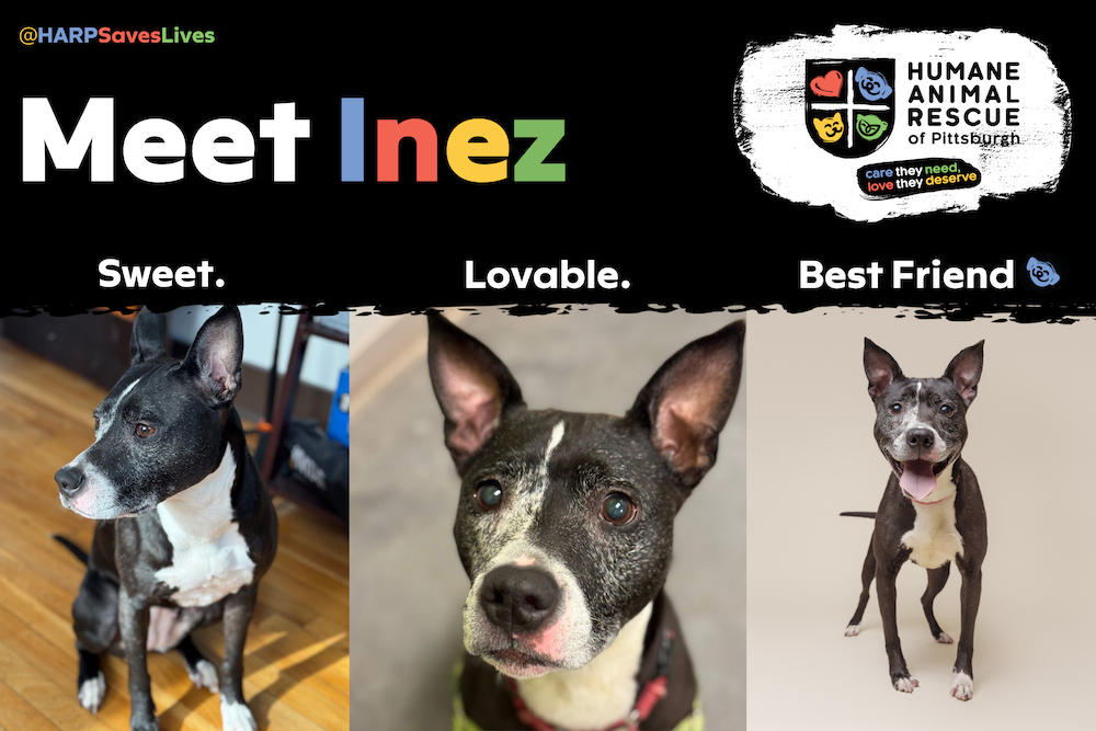 Fri March 13 Pet Of The Month Feature Inez 1000x667 Harp 1