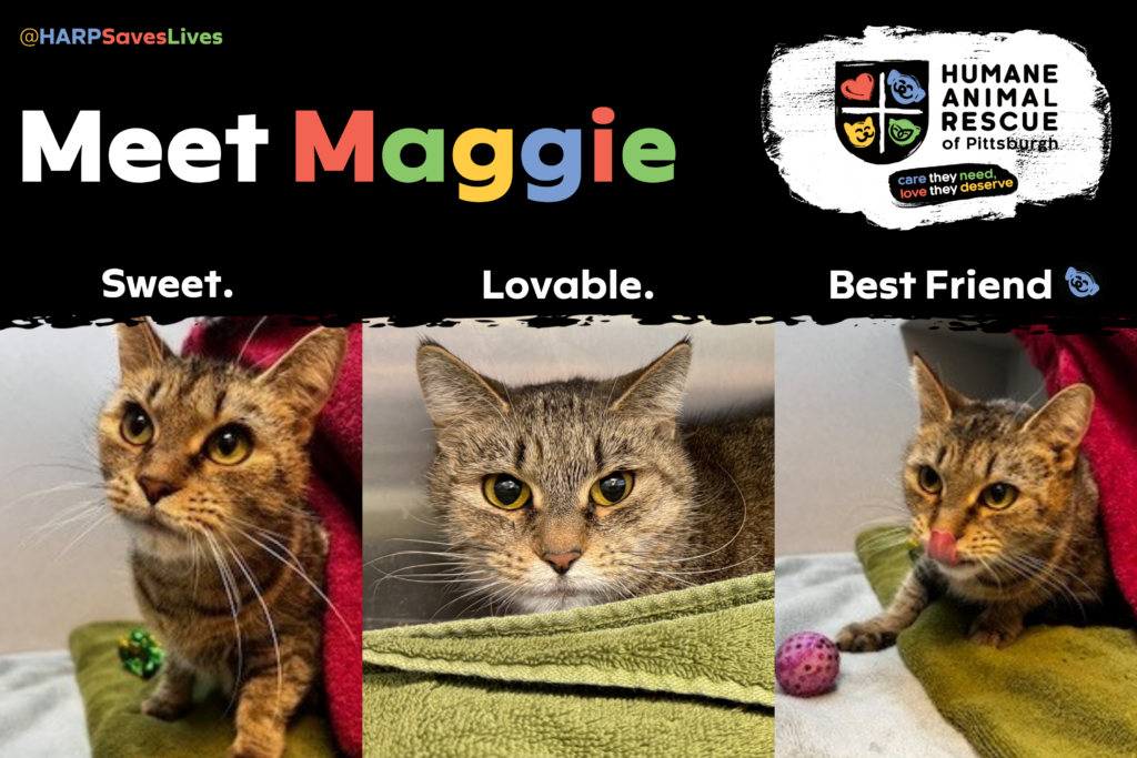 1000x667 Pet Of The Month Feature Maggie Harp April 20