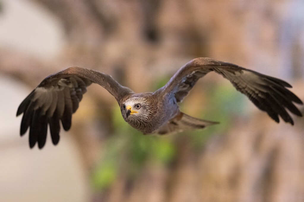 Oregon Raptors In Flight SWOOP into the World of Remarkable Raptors This Summer Only at the ...