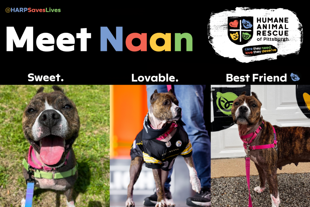 July Pet Of The Month Feature Naan 1000x667 Harp