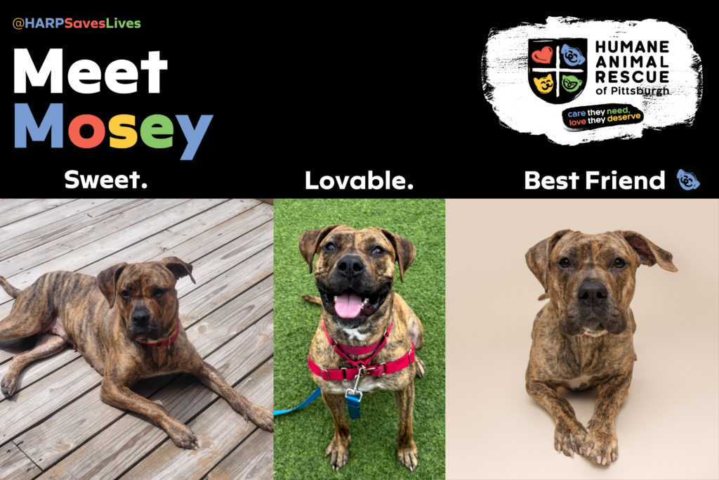 Pittsburgh Magazine Dog Mosey 116482