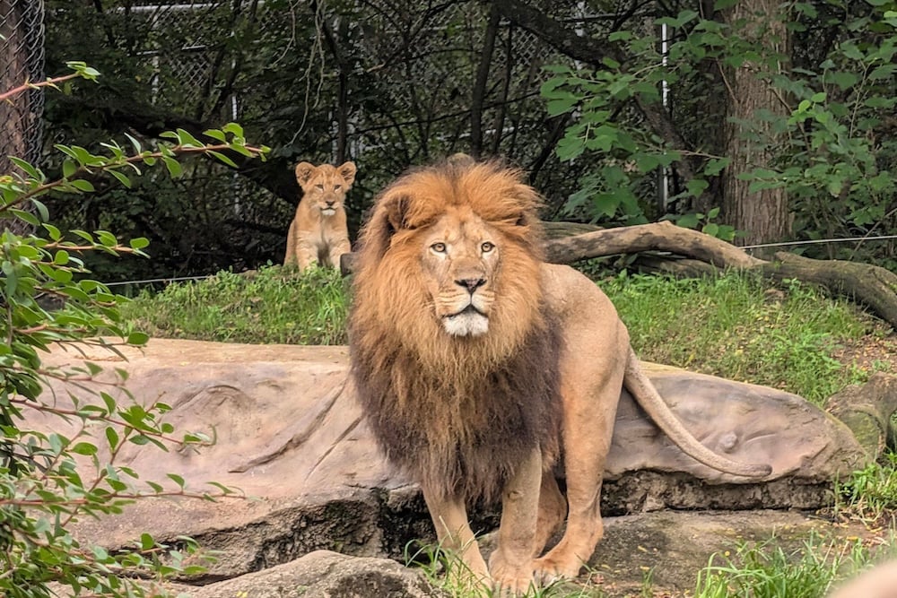 Lion 2