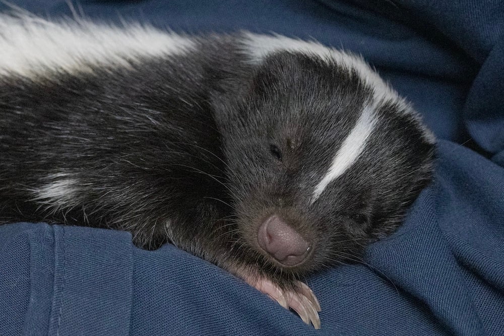 Skunk1 2