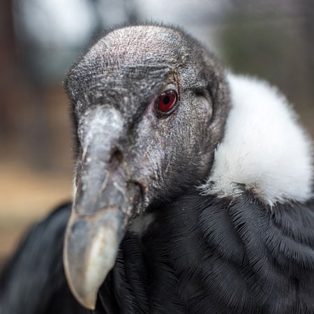 Aviary Determined to Have Dwindling Condors Leave the Nest | Pittsburgh ...