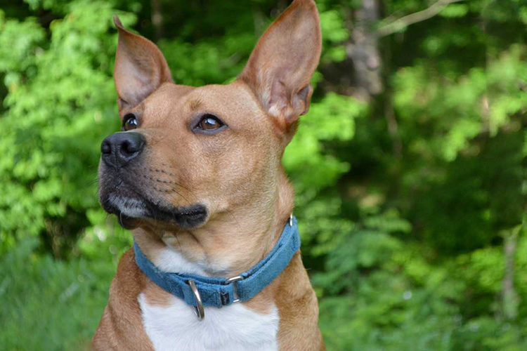 Adoptable & Adorable: Pittsburgh Pet of the Week: Dontez | Pittsburgh ...