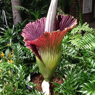 Stinkin’ Beautiful: Phipps’ Corpse Flower Has Bloomed | Pittsburgh Magazine