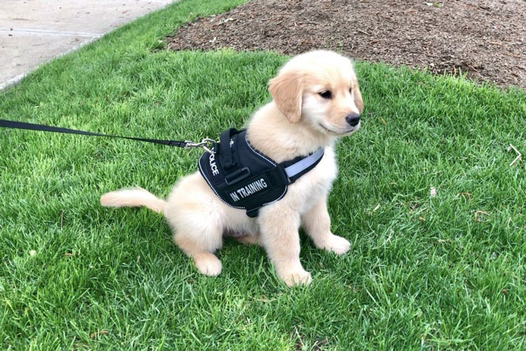 See Adorable Video Of Pittsburgh s New Police Comfort Dog Pittsburgh 