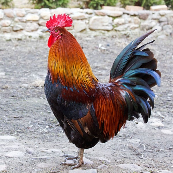 Update: 10-Year-Old Girl Nabs Rudy the Elusive Rooster | Pittsburgh ...