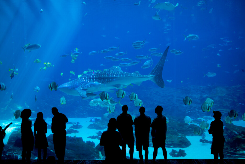 Crowd At An Aquarium