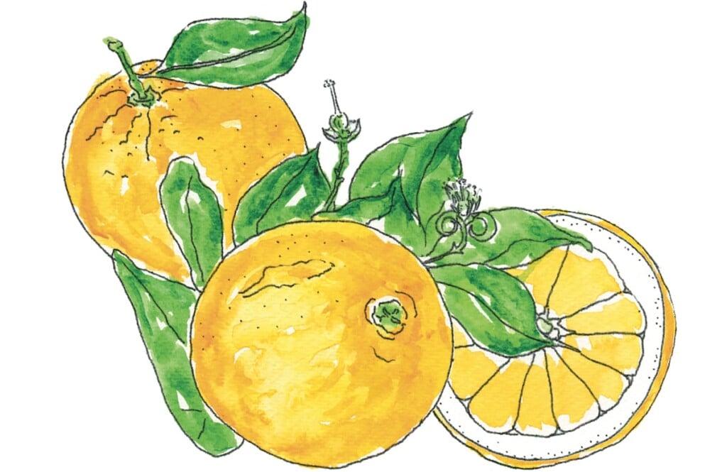 A watercolor illustration of oranges in the Market Memories Cookbook.