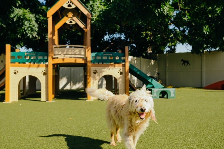 Puppy Playground - Puppy Playground, Dog Park, Dog Play Equipment