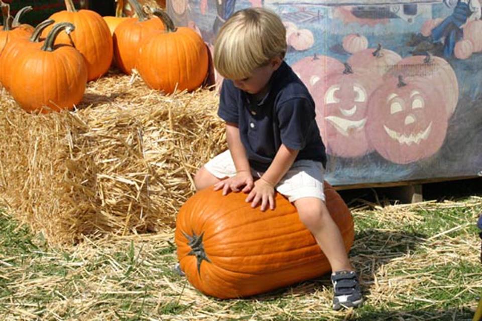 on autumnal fun (and pie!) at these eight Sacramentoarea pumpkin