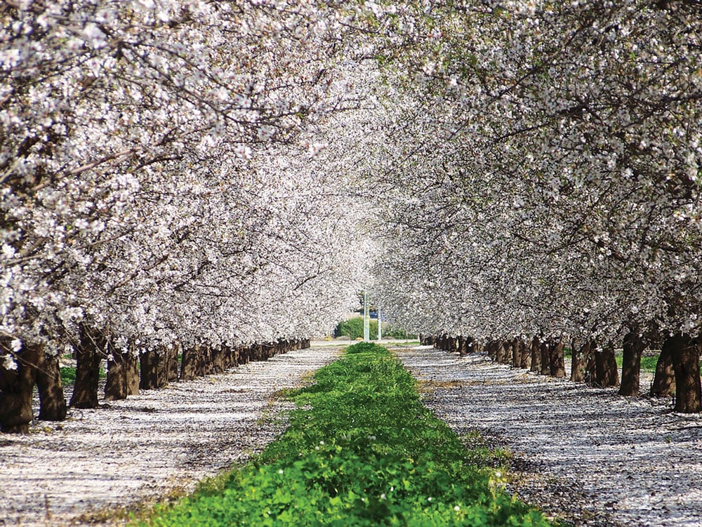 A Row of Almond Blossom Trees