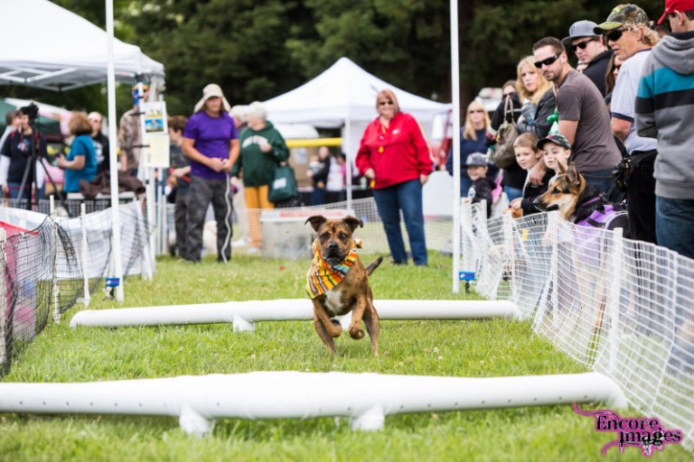 PetAPalooza lets the dogs out for a caninefriendly festival