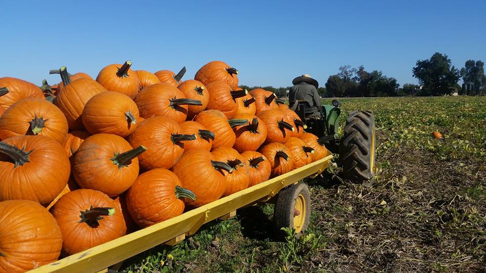 pumpkin patch cordova tn