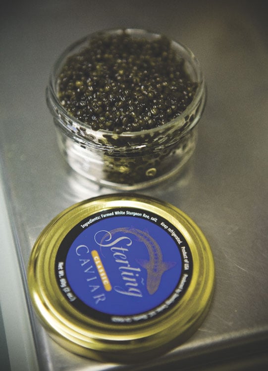 Caviar Beluga - Caviar Classic Land Seafood Company
