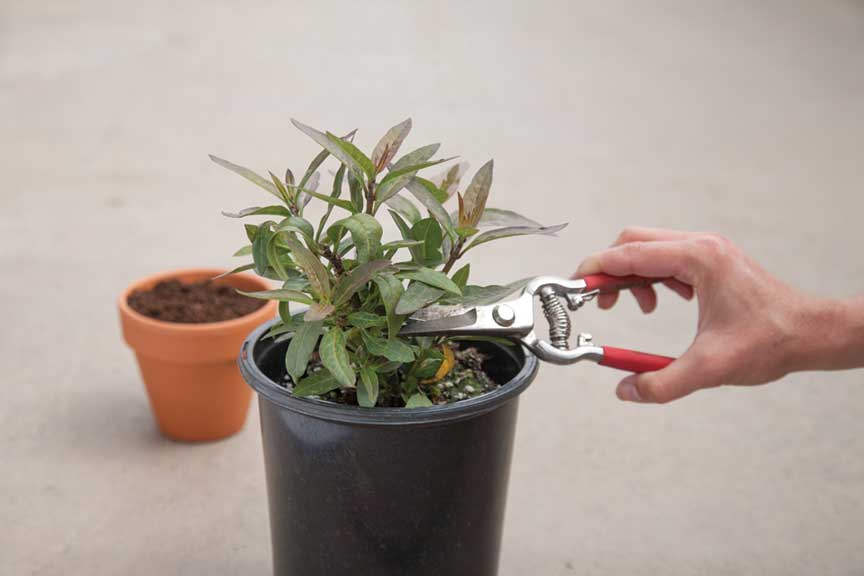 propagating plants