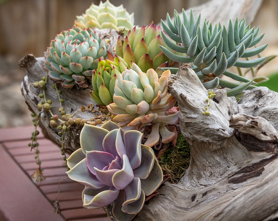 8 Creative Ways to Plant Succulents San Diego Home/Garden Lifestyles