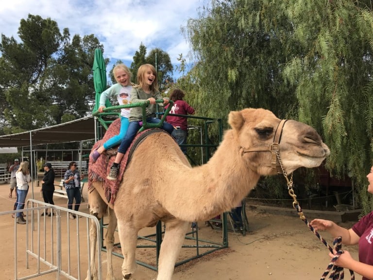 Oasis Camel Dairy - San Diego Home/Garden Lifestyles