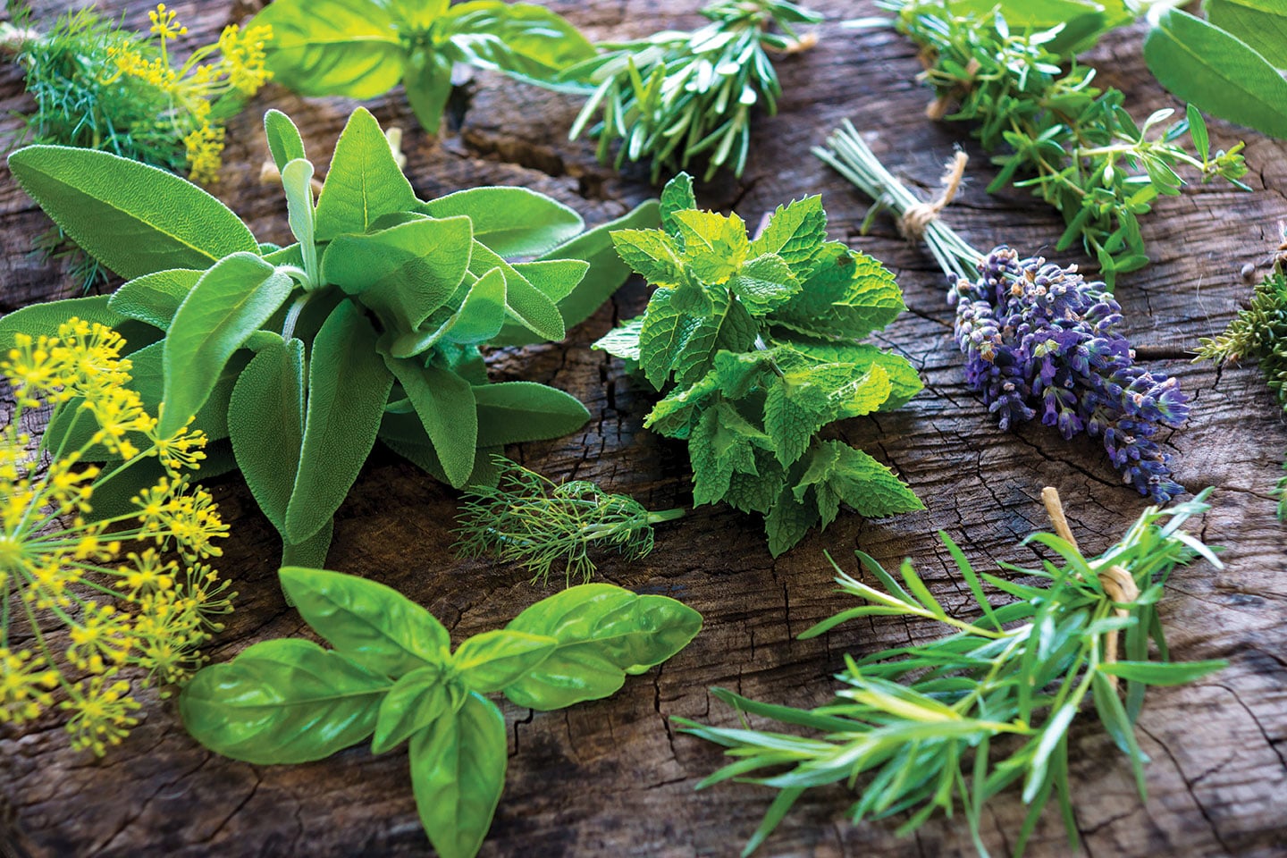 How to Set up an Outdoor Herb Garden - San Diego Home/Garden Lifestyles
