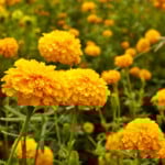 easy color flowers marigolds